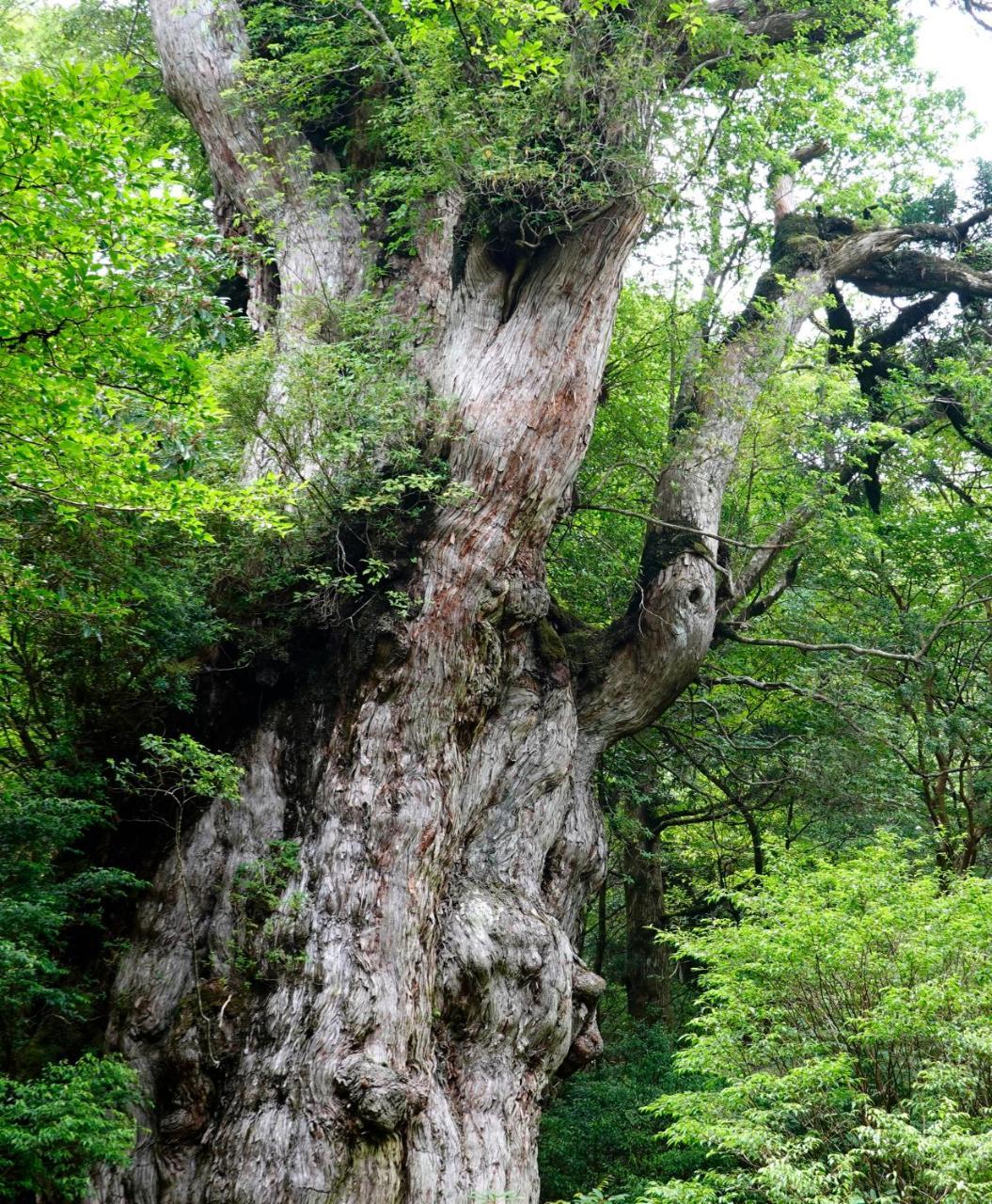 Hotel Yakushima Sanso Exterior photo